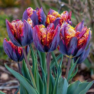 Тюльпан Опал Дрим купить по цене от 207р. в интернет-магазине «Посадика» с доставкой почтой в в Лыткариное и по всей России – [изображение №1].